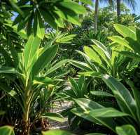 馬爾代夫馬富士島熱帶植物園遊玩攻略