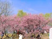 春日來信，在玄武湖瀛洲赴一場花事