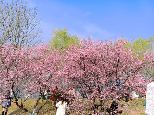 春日來信，在玄武湖瀛洲赴一場花事