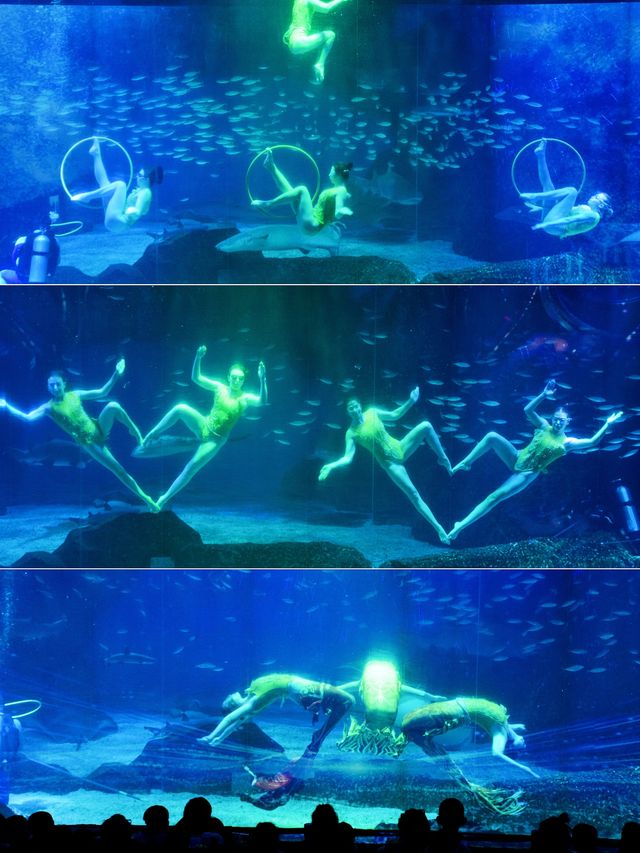 成都極地海洋公園保姆級攻略！🫧blue～