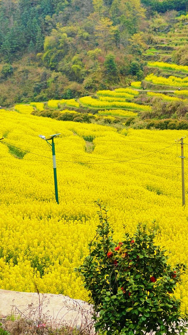 《南昌賞油菜花，最佳地點是哪裡？》