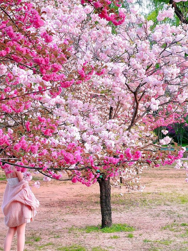 北京賞花了