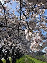 埼玉県東松山市の上沼公園で桜を楽しむ方法