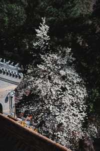 北京門頭溝潭柘寺｜古寺春色，一眼千年