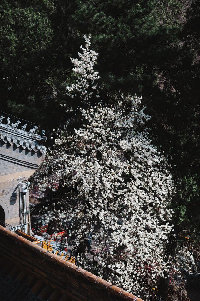 北京門頭溝潭柘寺｜古寺春色，一眼千年