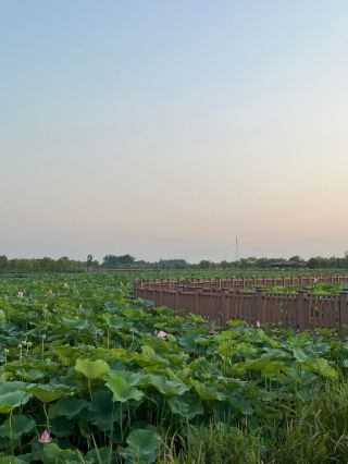 Shili Hetang, Binzhou, Shandong: A summer lotus wonderland in northern Shandong