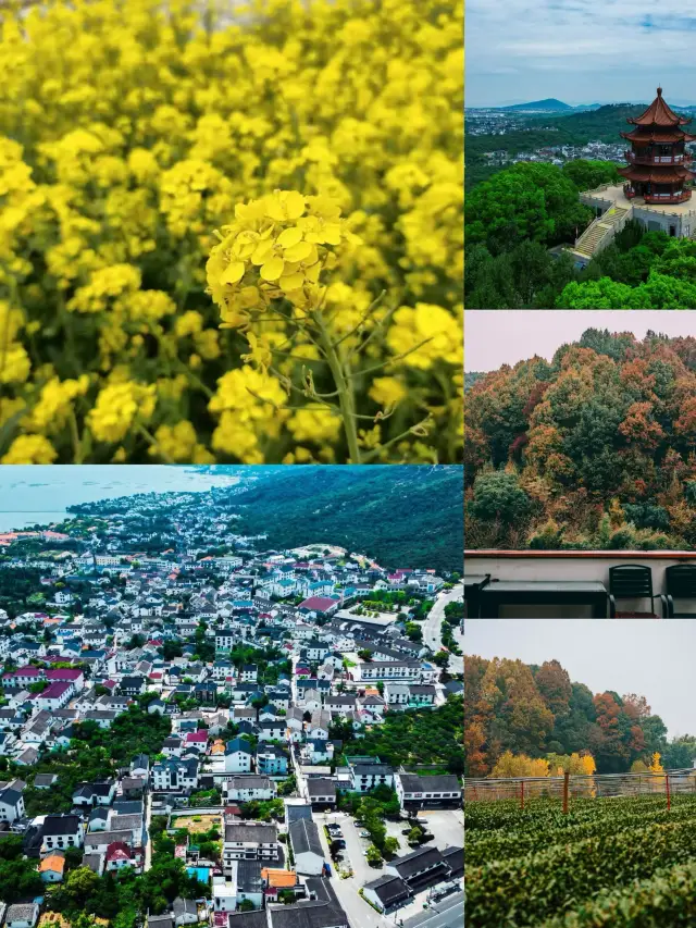 Guide to Rapeseed Flower Viewing in Taizhou
