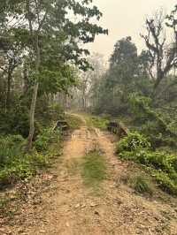 Walking in the jungle!