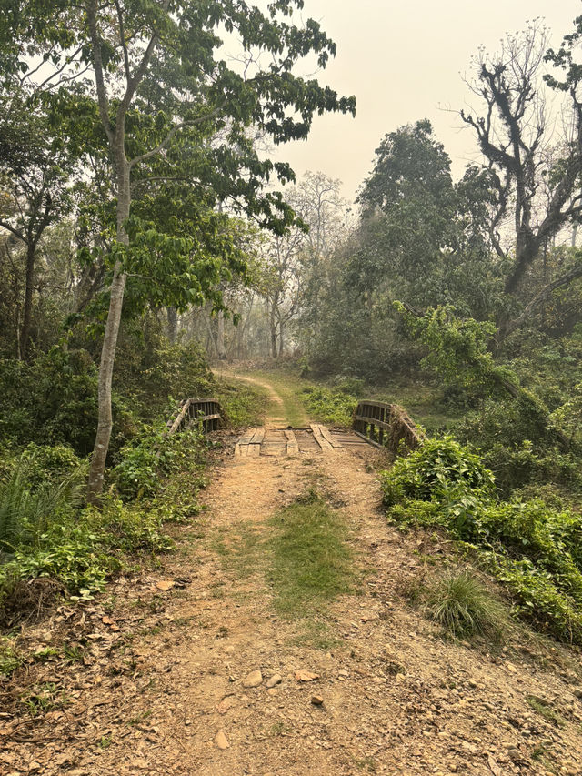 Walking in the jungle!