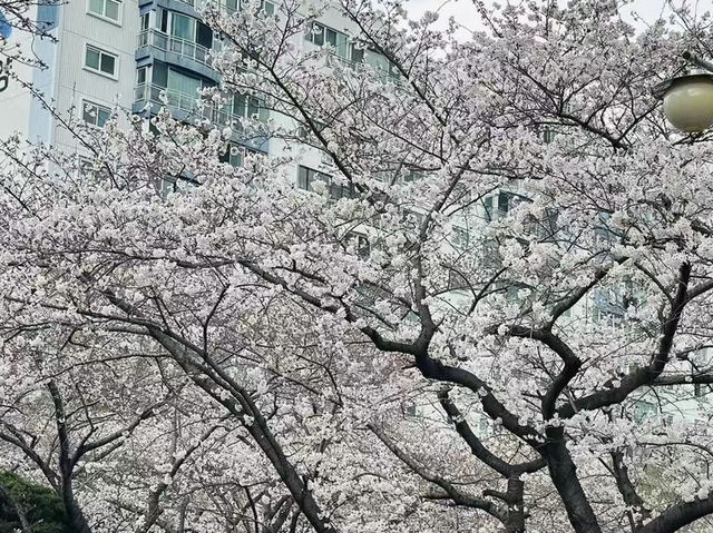 春日頂流！釜山溫泉川沿江路的限定浪漫