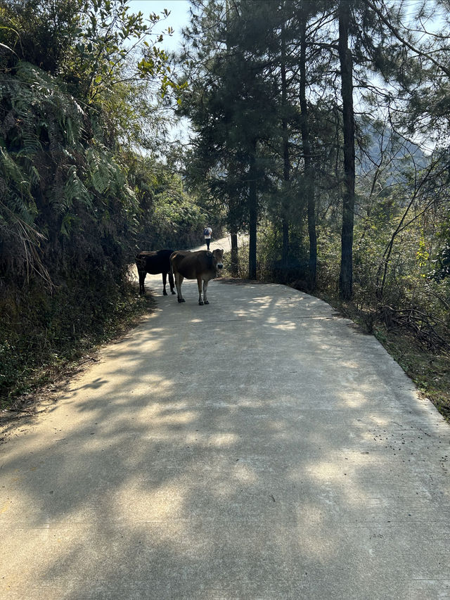 這些年曾經徒步過的路線：最美山脊線莫六公