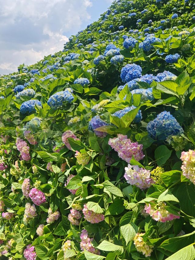 泰順筱村公社闖入綠野仙蹤邂逅詩畫田園