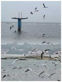 【河北秦皇島～北戴河老虎石海上公園】
