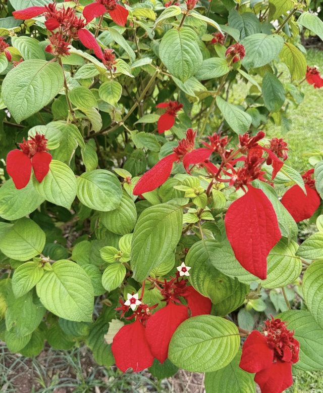 版納中科植物園闖入熱帶異世界