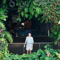 🇸🇬 | 🌲🌿新加坡雲霧森林｜闖入現實版「阿凡達」仙境！