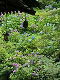 鎌倉嘅夏天係藍色嘅