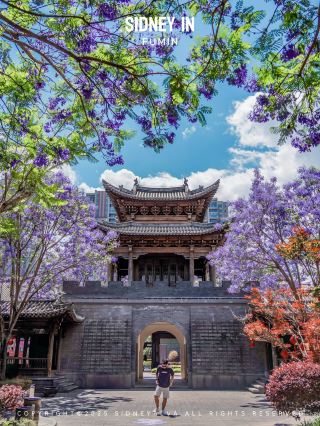 Kunming is crowded? Come to this niche spot to take photos of jacaranda❗️