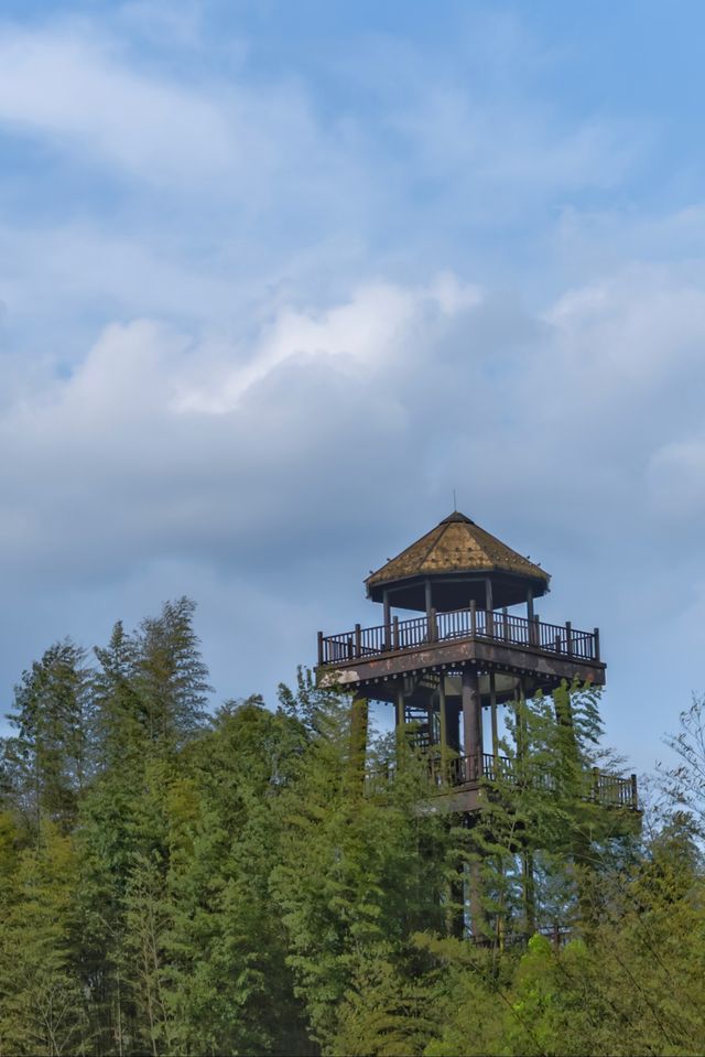 走入赤水“綠色海洋”暢玩竹海森林公園