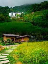 追星嶺南：在阿婆六的茶香裡，接住銀河碎片