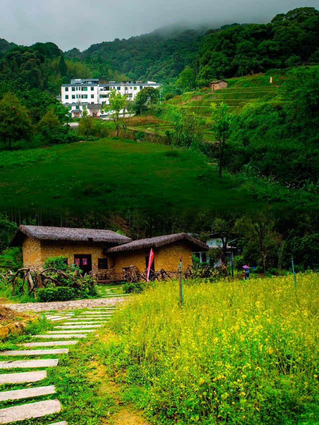 追星嶺南：在阿婆六的茶香裡，接住銀河碎片