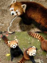 歡樂中與動物互動