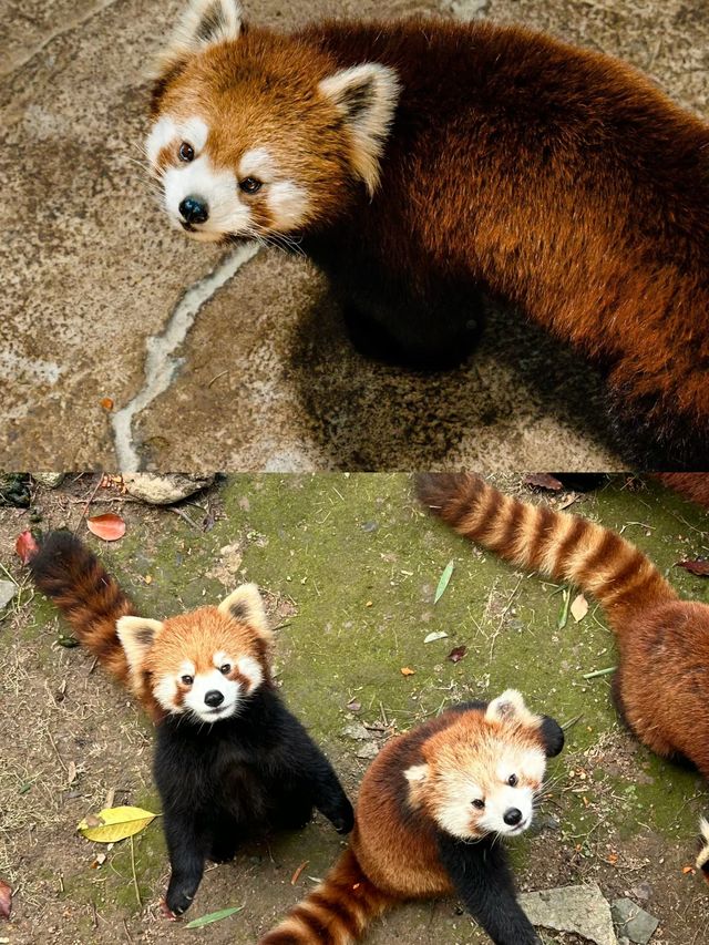 歡樂中與動物互動