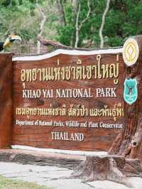 泰國考艾國家公園交通攻略｜探秘隱世森林秘境