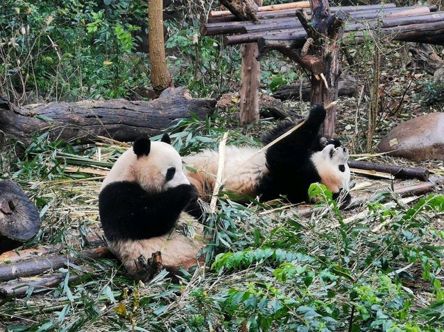 成都大熊猫繁育研究基地｜避開人潮的在地玩法