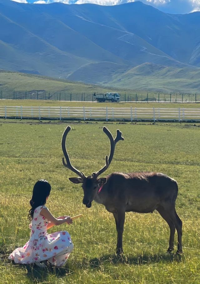 夢幻美妙 遇見神鹿。