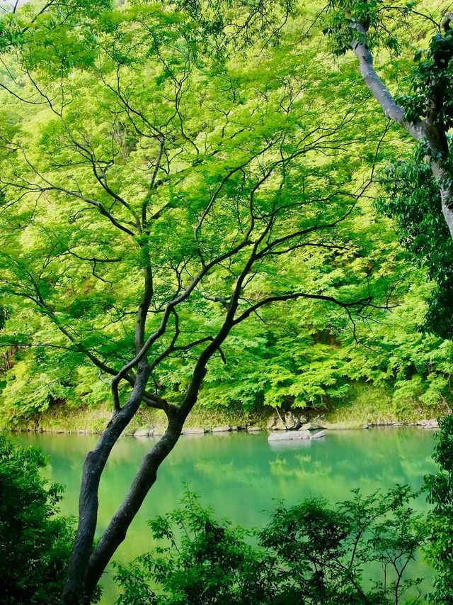暑假推薦！京都奈良親子遊，餵小鹿坐火車