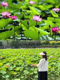 夏日「頂流」荷花登場！嚟河北浪漫一「夏」