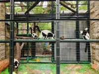 Hong Kong’s Free Zoo in the Middle of the City! 