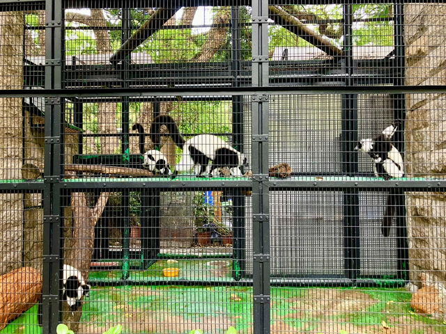 Hong Kong’s Free Zoo in the Middle of the City! 
