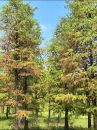 四明山國家森林公園遊玩攻略