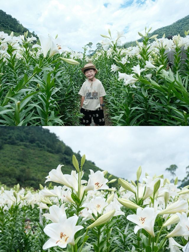 福州限定浪漫！呢片高過人嘅百合花海藏唔住啦～