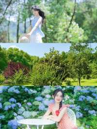 六月揚州｜繡球花海與松林氧吧嘅治癒之旅