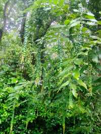 雨後嘅西雙版納中科院植物園