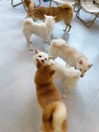 深圳新洲，柴犬天堂，太治癒啦～