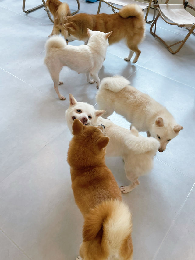 深圳新洲，柴犬天堂，太治癒啦～