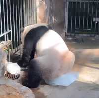 廣州長隆熊貓冰爽夏日全攻略｜夏日必打卡！