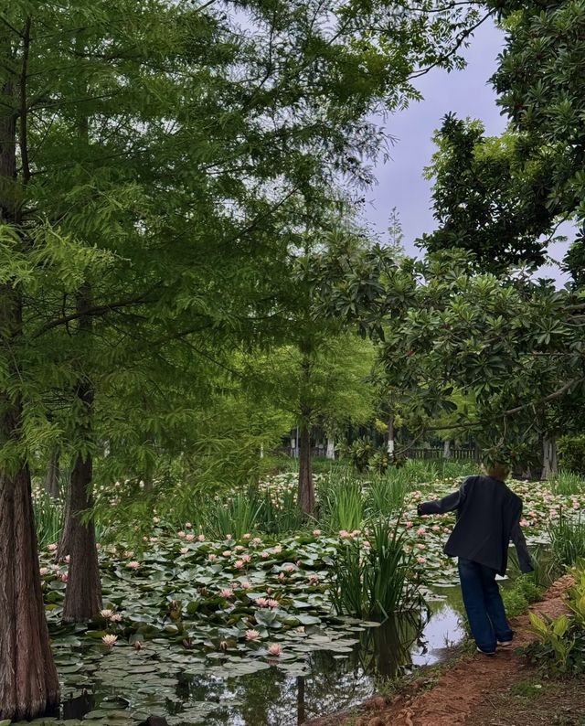 昆明嘅陰雨天簡直係人間天堂🪷