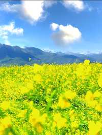 青海門源油菜花海保姆級攻略 | 7月限定絕美打卡地