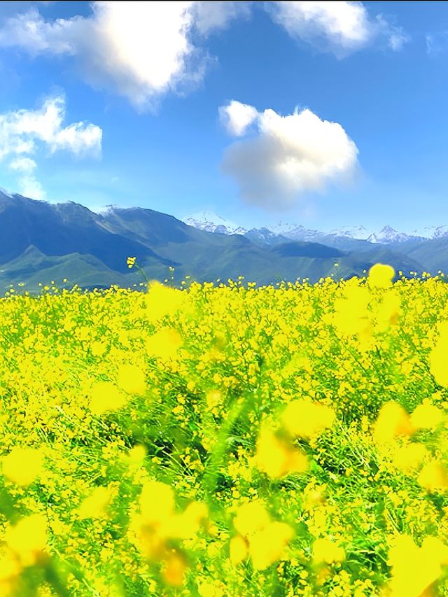 青海門源油菜花海保姆級攻略 | 7月限定絕美打卡地