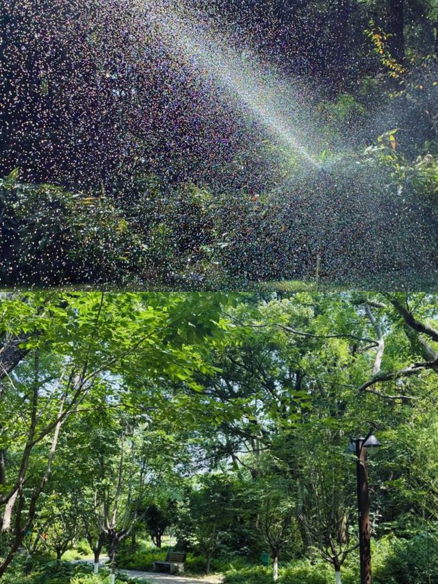 復興島漫遊：江風與櫻花共舞