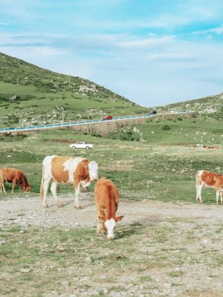 The pasture locals frequent