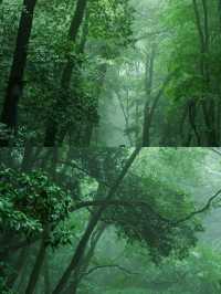 虎跑嘅水真係好正