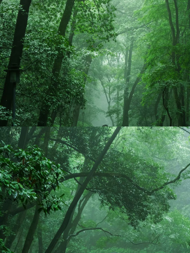 虎跑嘅水真係好正