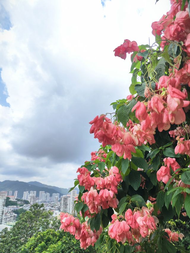 澳門小眾景點|俯瞰澳門市區新葡京絕美合影點 澳門小眾景點|俯瞰澳門市區新葡京絕美合影點
