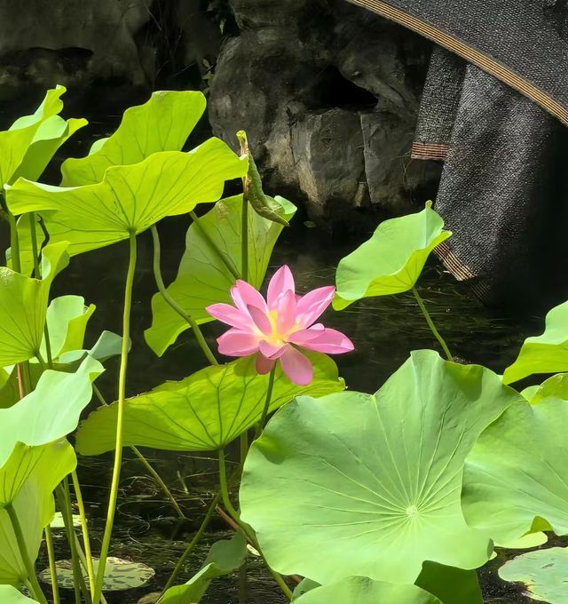 蘇州2天1夜深度遊｜解鎖骨子裡的風雅，這麼玩才不枉此行！