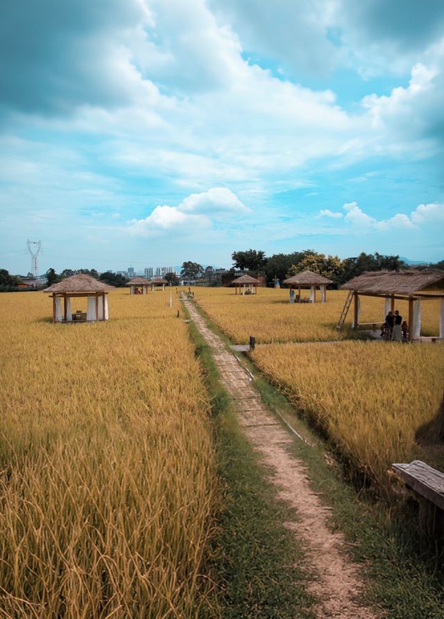 廈門漫遊｜住北站旁，赴一場稻田咖啡的治癒之約